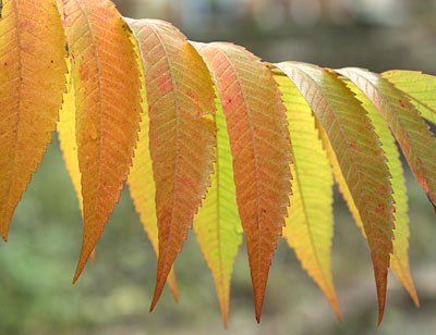 sumac_leaves_autumn.jpg